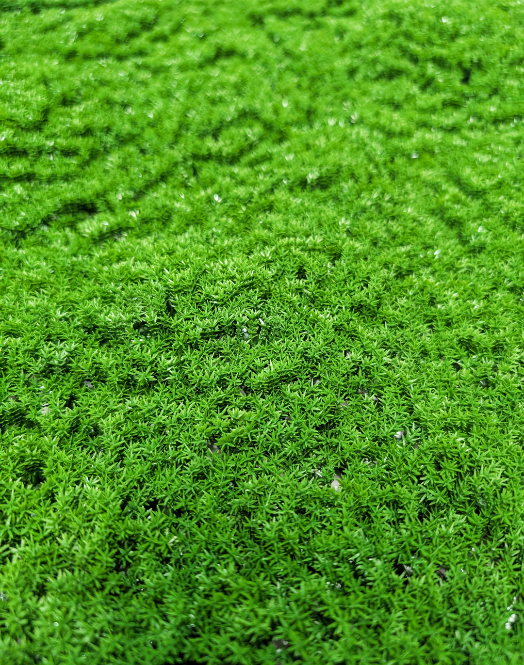 Pflanzenwand Absolute Moss 100x100 cm